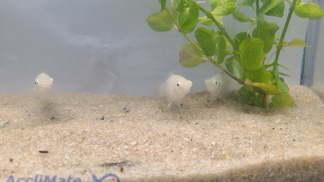 🐟 Silver Hatchetfish – 5 Pack | Top-Level Schooling Fish
