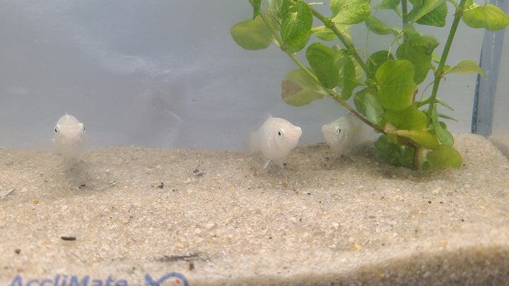🐟 Silver Hatchetfish – 5 Pack | Top-Level Schooling Fish