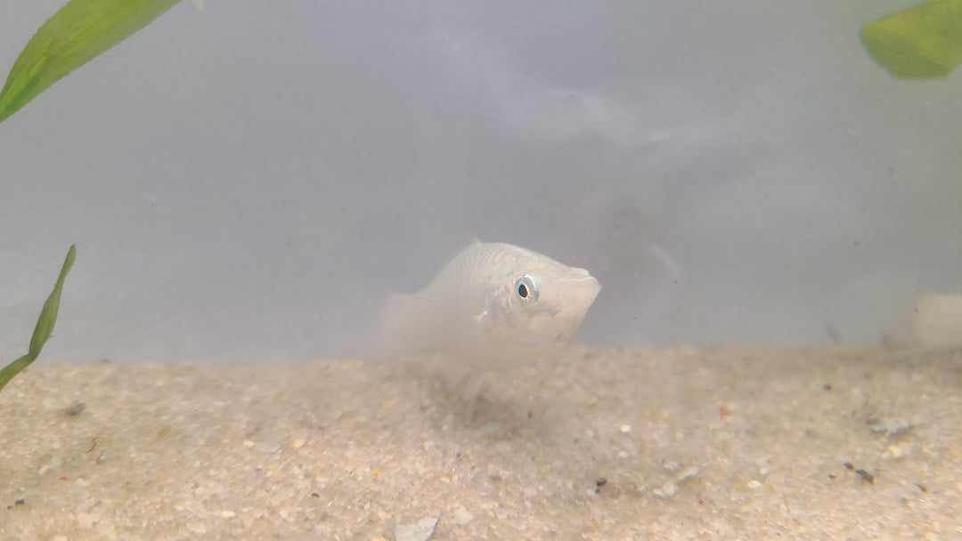 🐟 Silver Hatchetfish – 5 Pack | Top-Level Schooling Fish