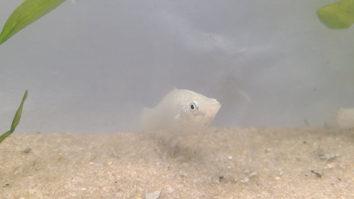 🐟 Silver Hatchetfish – 5 Pack | Top-Level Schooling Fish