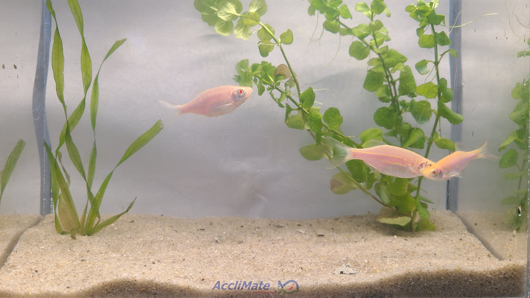 🐟✨ Large Gold Danios – 3 Pack | Active & Hardy Community Fish