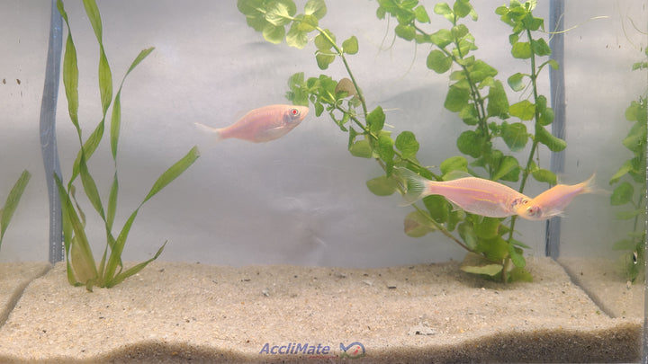 🐟✨ Large Gold Danios – 3 Pack | Active & Hardy Community Fish