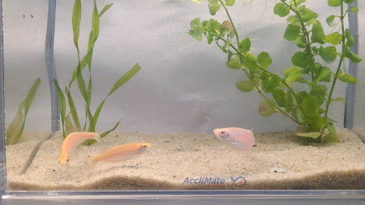 🐟✨ Large Gold Danios – 3 Pack | Active & Hardy Community Fish