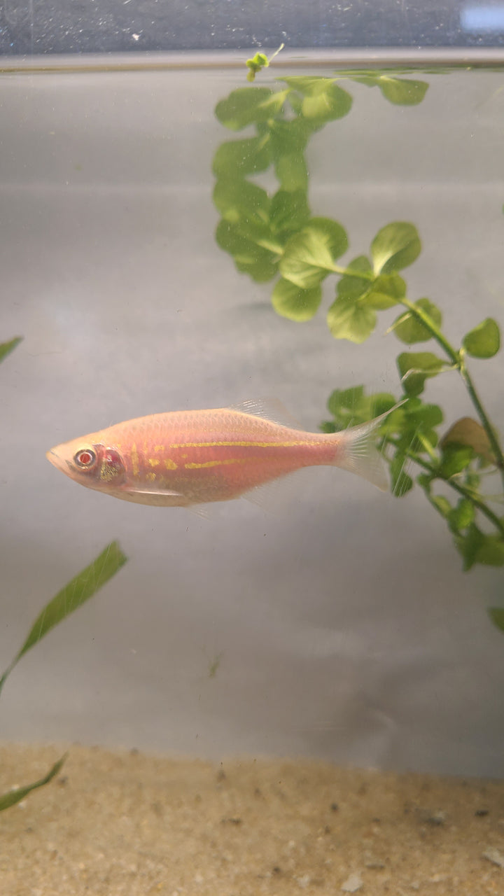 🐟✨ Large Gold Danios – 3 Pack | Active & Hardy Community Fish