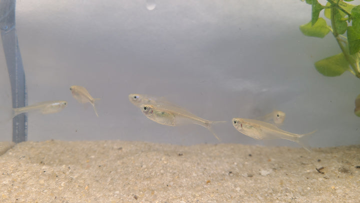 💦🐟 Splash Tetras – 5 Pack | Unique Spawning Behavior Fish