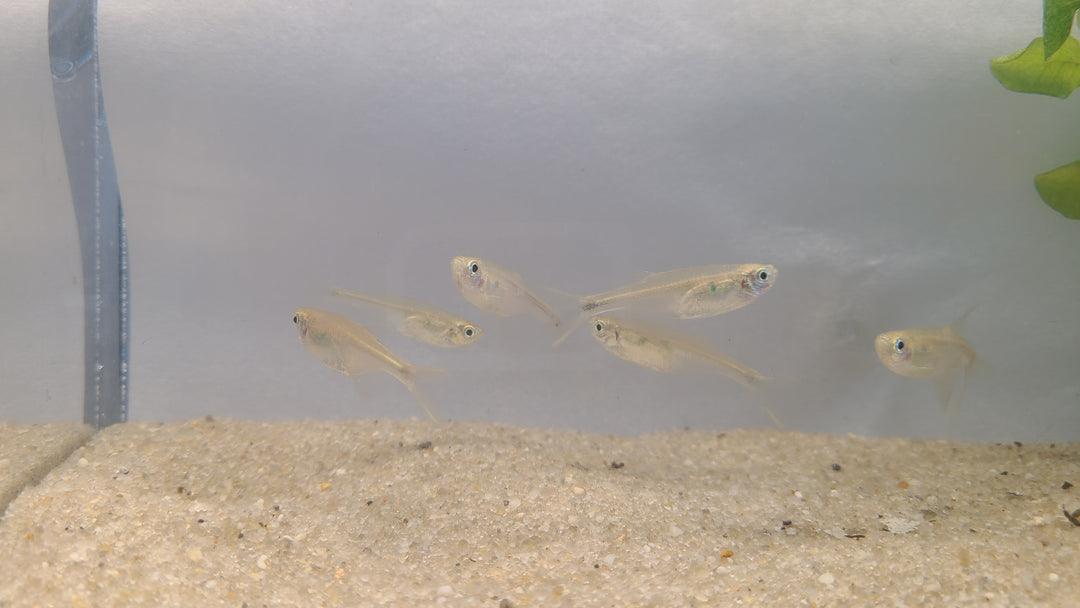 💦🐟 Splash Tetras – 5 Pack | Unique Spawning Behavior Fish