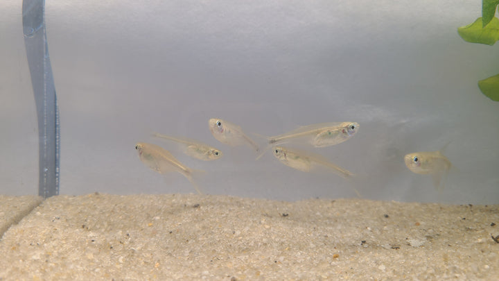 💦🐟 Splash Tetras – 5 Pack | Unique Spawning Behavior Fish