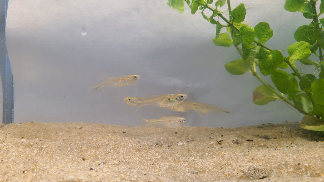 💦🐟 Splash Tetras – 5 Pack | Unique Spawning Behavior Fish