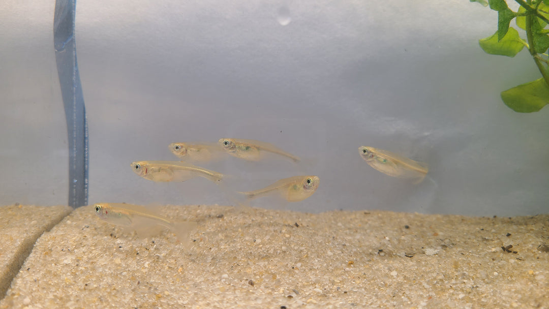 💦🐟 Splash Tetras – 5 Pack | Unique Spawning Behavior Fish