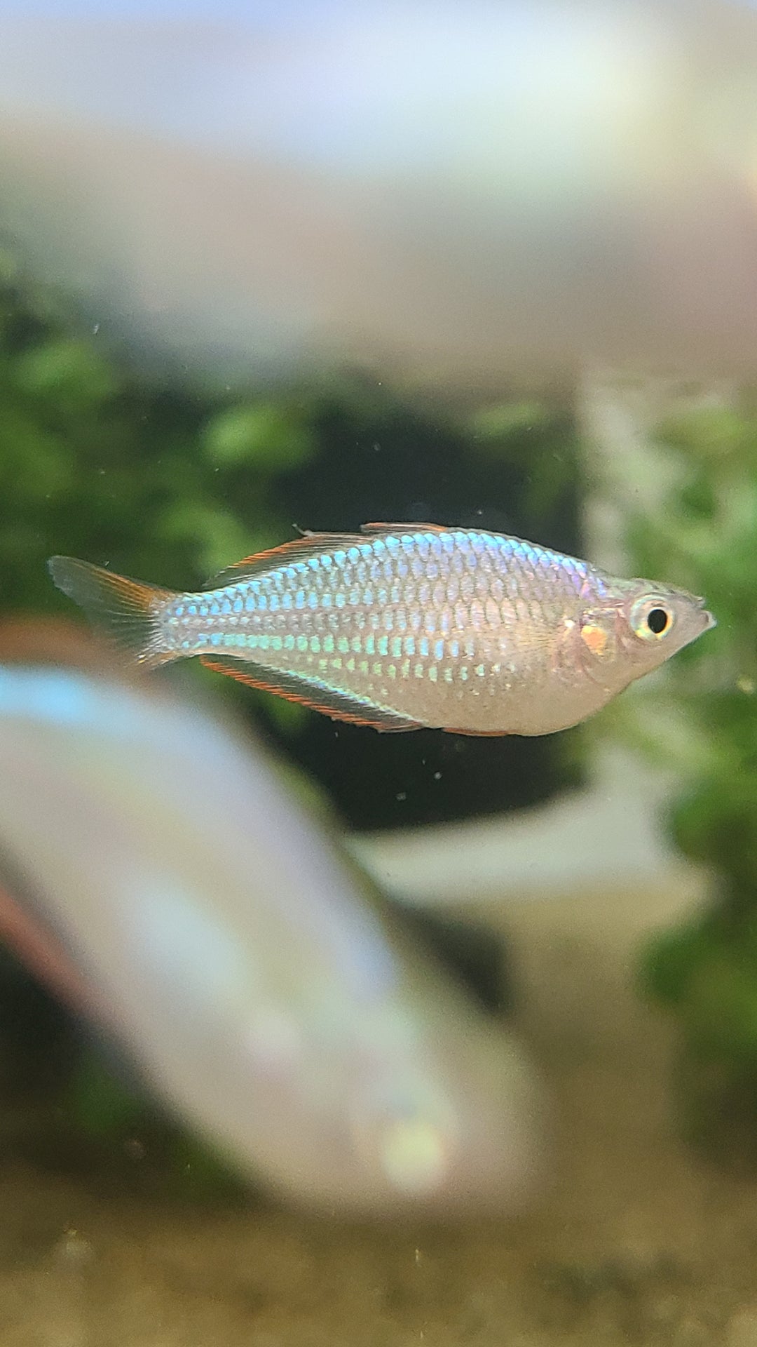 Dwarf neon rainbowfish (Melanotaenia praecox)