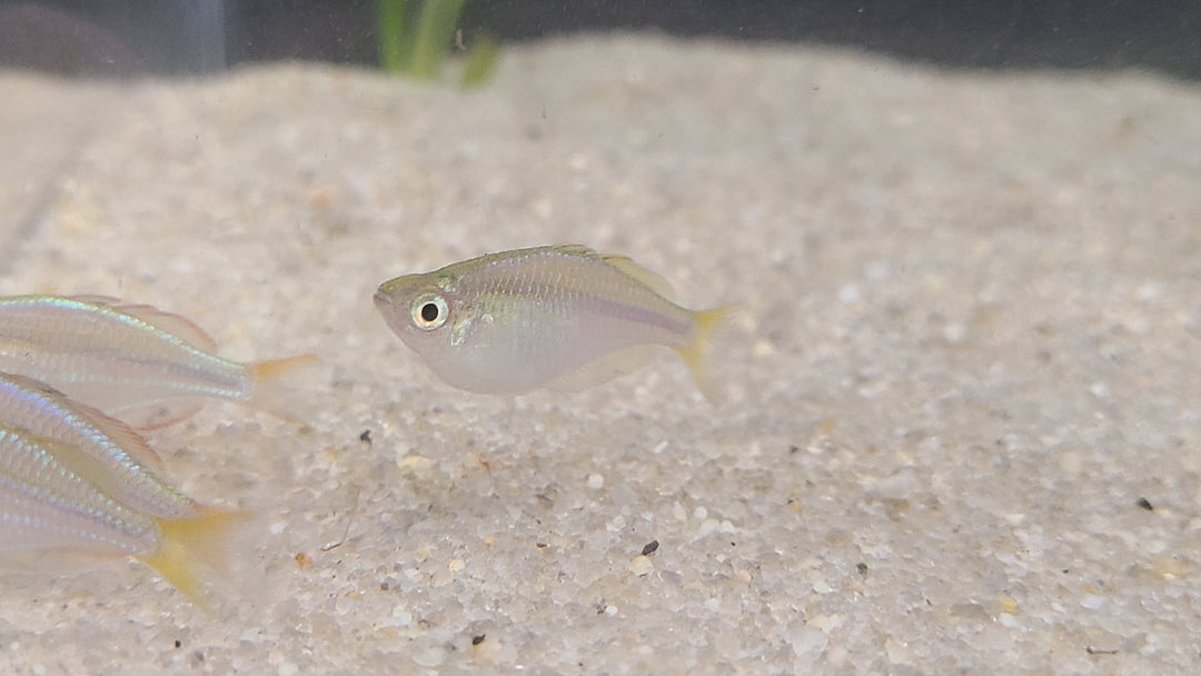 Dwarf neon rainbowfish (Melanotaenia praecox)