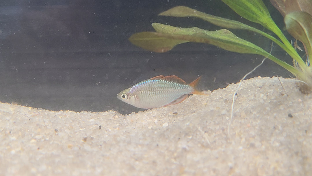 Dwarf neon rainbowfish (Melanotaenia praecox)