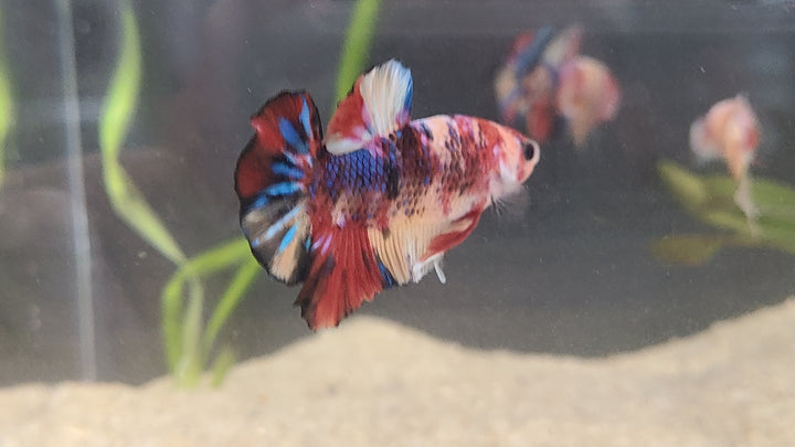 Candy Betta