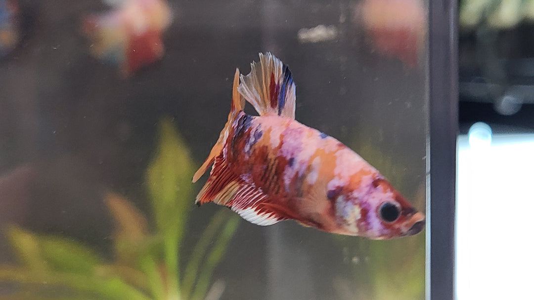 Candy Betta