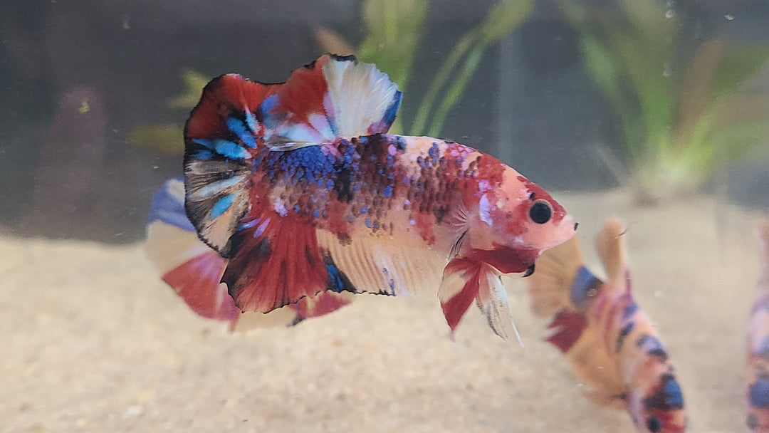 Candy Betta
