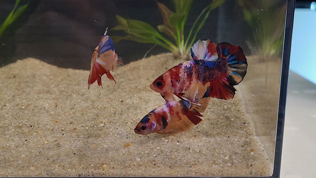 Candy Betta