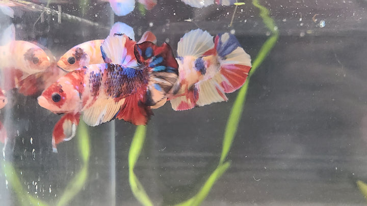 Candy Betta