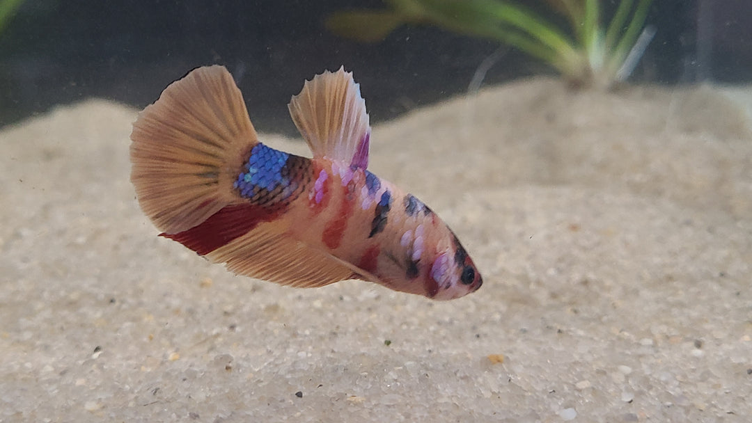 Candy Betta