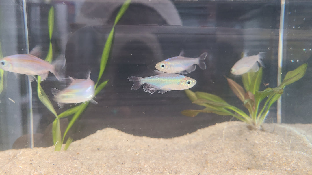 Congo tetra (Phenacogrammus interruptus) group of 3