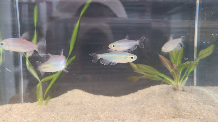 Congo tetra (Phenacogrammus interruptus) group of 3