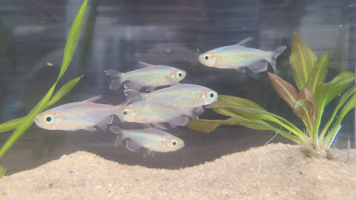 Congo tetra (Phenacogrammus interruptus) group of 3