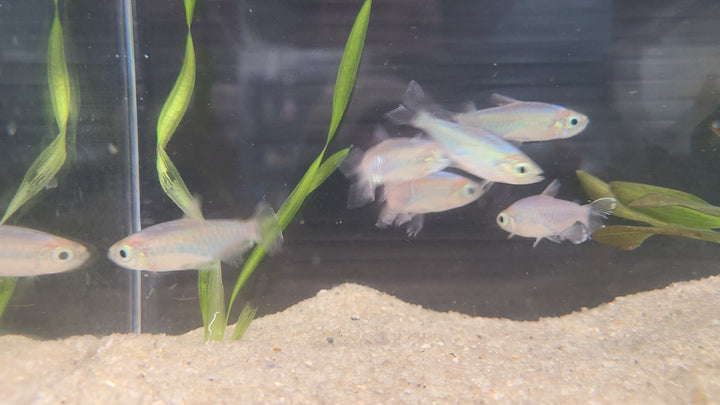 Congo tetra (Phenacogrammus interruptus) group of 3