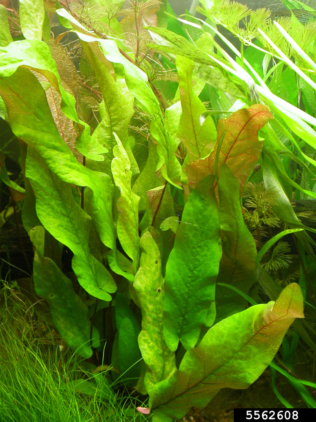 🌿 Aponogeton barclaya – Rare Textured Leaf Bulb for Natural Aquariums