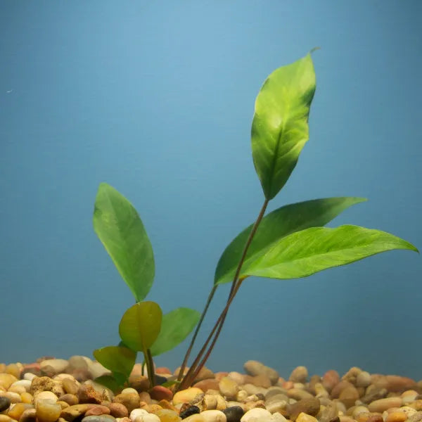 Anubias Pack – 6 Hardy Rhizome Plants (Farmer’s Choice)