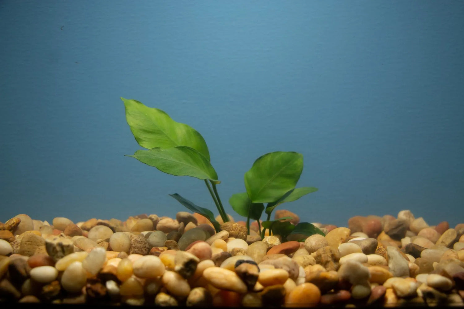 Anubias sp 6 plants pack HARDSCAPE PLANTS - min 3 species (Hardy, No CO2 Required, No Fertilizers Required)