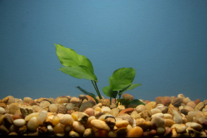 Anubias Pack – 6 Hardy Rhizome Plants (Farmer’s Choice)
