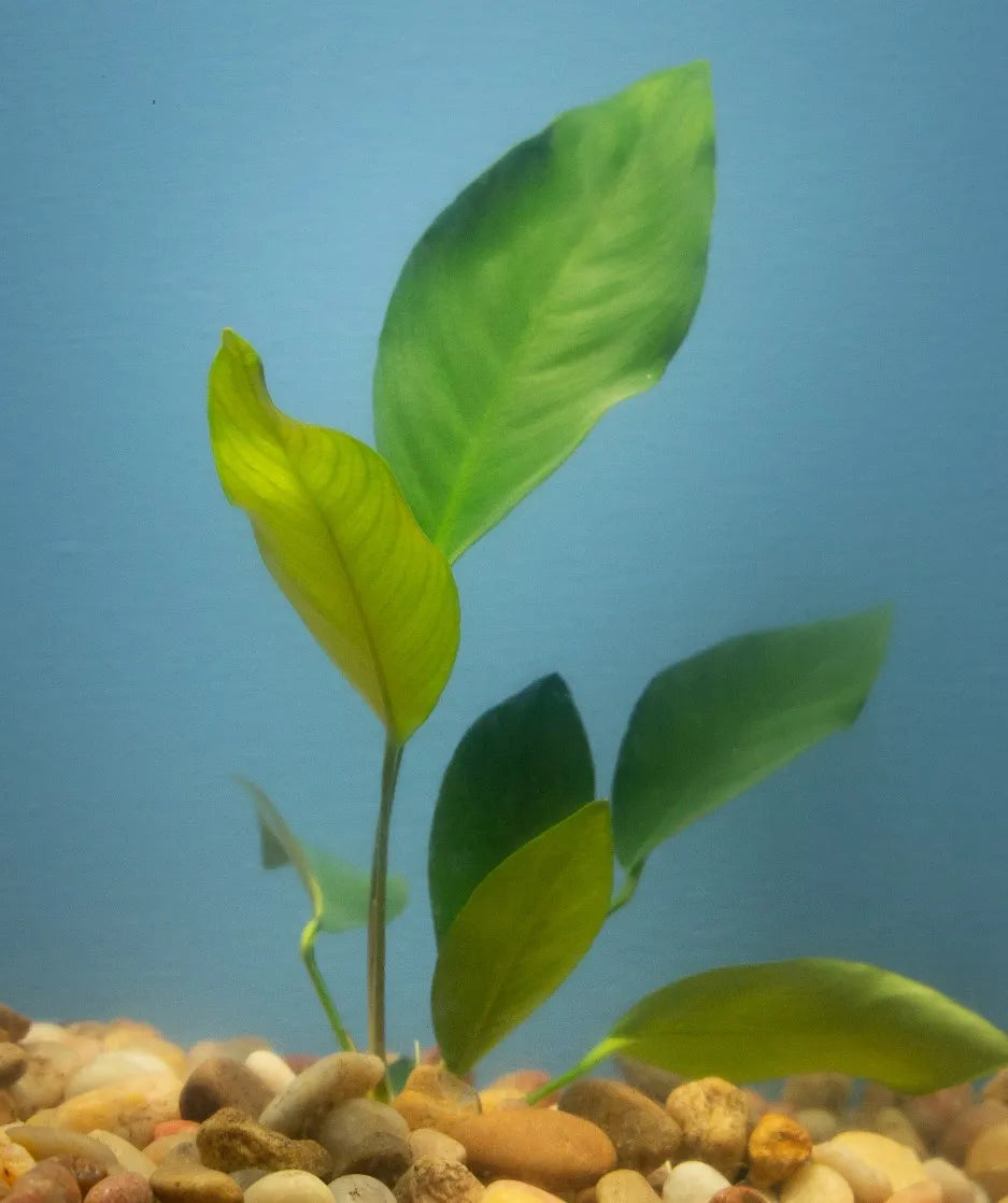 Anubias sp 6 plants pack HARDSCAPE PLANTS - min 3 species (Hardy, No CO2 Required, No Fertilizers Required)