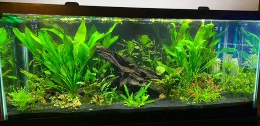 AAA ADVANCED SPECIALTY Plant Pak - 18 varieties  - anubias/fern/moss/bulb/floater - C FREE(Hardy, No CO2 Required, No Fertilizers Required)