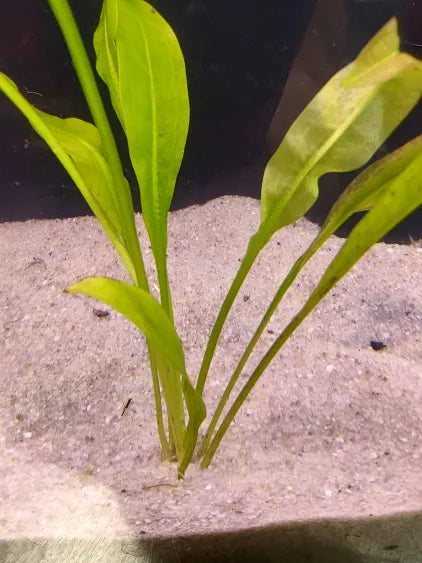 🌿 Amazon Sword (Small) – Starter-Sized Rooted Sword for Natural Tanks