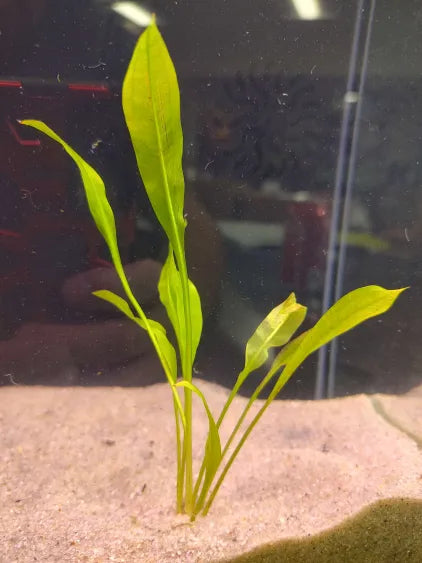 🌿 Amazon Sword (Small) – Starter-Sized Rooted Sword for Natural Tanks