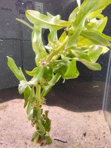 🌿 Ammannia Senegalensis – Elegant and Vibrant Red Stem Plant