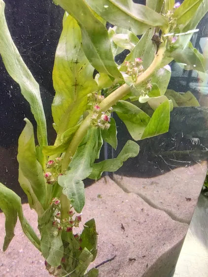 🌿 Ammannia Senegalensis – Elegant and Vibrant Red Stem Plant