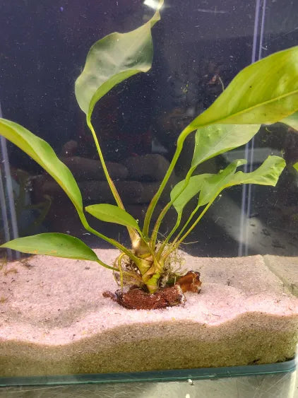 🌿 Anubias Frazeri Large – Hardy Mid-Sized Rhizome Plant for Natural Tanks