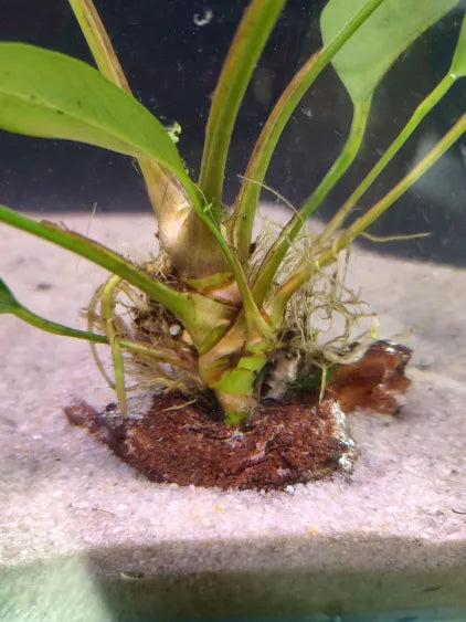 🌿 Anubias Frazeri Large – Hardy Mid-Sized Rhizome Plant for Natural Tanks
