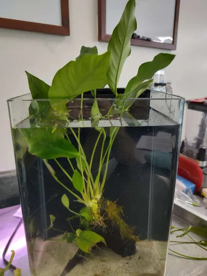 🌿 Anubias Nancon – Flowering Rhizome Plant for Natural Aquariums