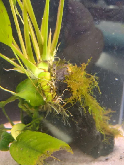 🌿 Anubias Nancon – Flowering Rhizome Plant for Natural Aquariums