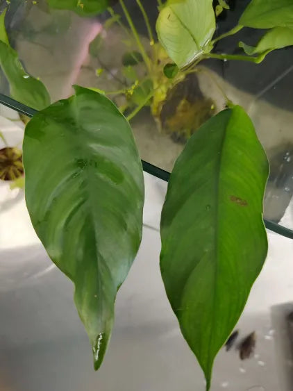 🌿 Anubias Nancon – Flowering Rhizome Plant for Natural Aquariums