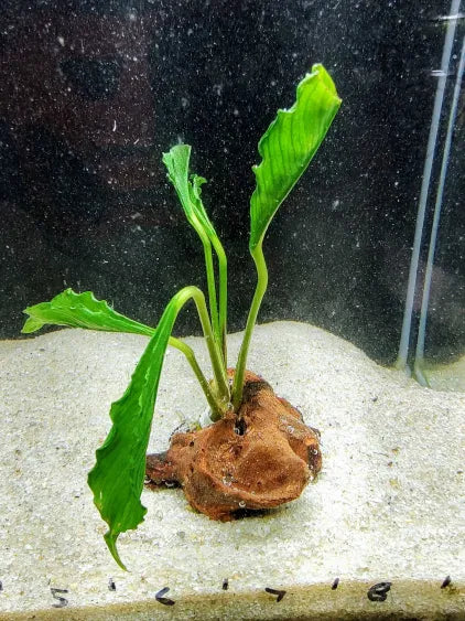 🌿 Anubias Supernova (Heterophylla Hybrid) on Driftwood – Ultra Rare Collector’s Plant