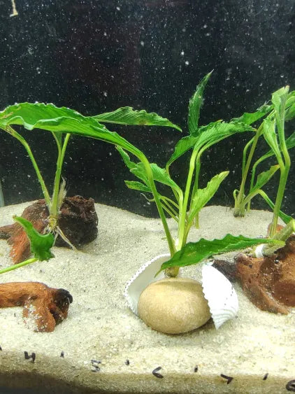 🌿 Anubias Supernova on Rock with Mollusk Shells – Ultra Rare Collector’s Plant & Natural Decor