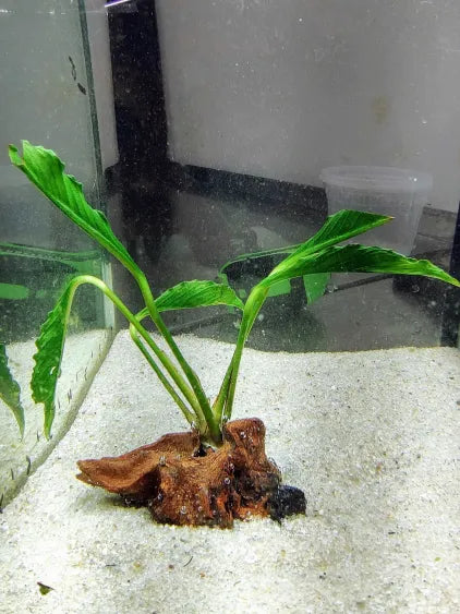 🌿 Anubias Supernova (Heterophylla Hybrid) on Driftwood – Ultra Rare Collector’s Plant