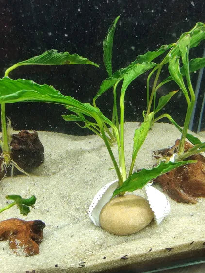 🌿 Anubias Supernova on Rock with Mollusk Shells – Ultra Rare Collector’s Plant & Natural Decor
