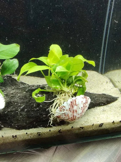 🌿 Anubias Nana & Golden Nana on Large Driftwood with Shell Accents – Premium Showpiece