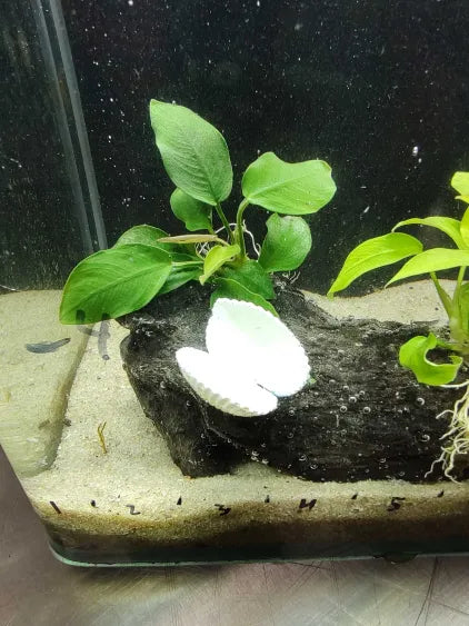 🌿 Anubias Nana & Golden Nana on Large Driftwood with Shell Accents – Premium Showpiece