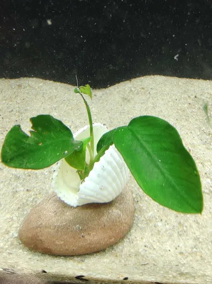 🌿 Anubias Nana on Rock with Shell Accent – Natural, Ready-to-Place Aquarium Showpiece