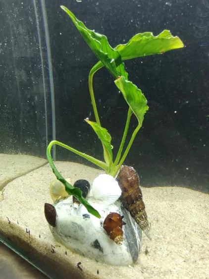 🌿 Anubias Supernova on Marble with Shell Assortment – Rare Hybrid on Polished Stone