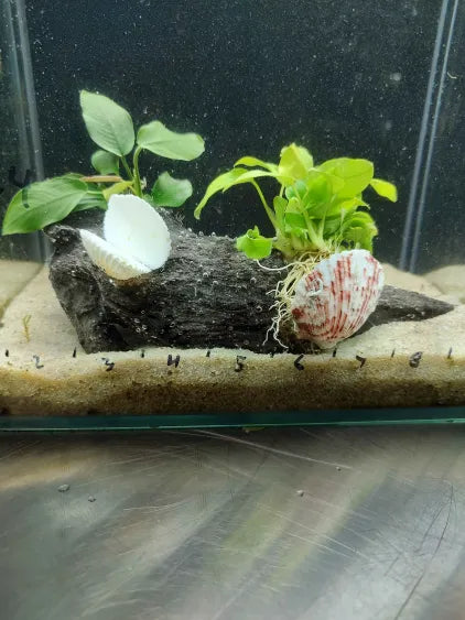 🌿 Anubias Nana & Golden Nana on Large Driftwood with Shell Accents – Premium Showpiece